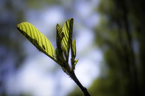 Elm leaves in the rays of the spring sun 스톡 사진
