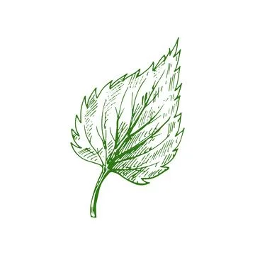 Elm, linden, teak beech foliage. Birch, aspen leaf Stock Illustration