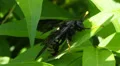 Elm Sawfly (Cimbex americana) - Female 1 HD Footage
