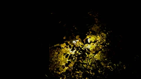 Elm tree in autumn evening Stock Footage 235664428