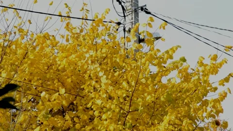 Elm tree in autumn Stock Footage 235689000