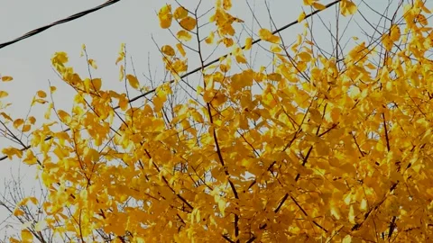 Elm tree in autumn Stock Footage 235693692