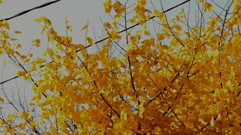 Elm tree in autumn Stock Footage 235694016