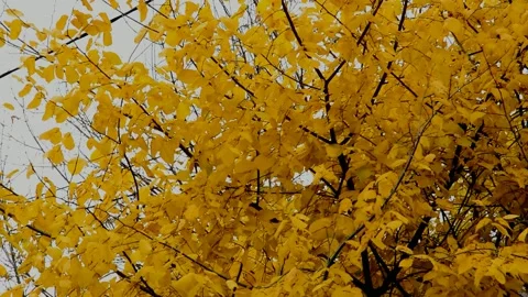 Elm tree in autumn Stock Footage 235726579
