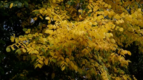 Elm tree in autumn Stock Footage 271188476