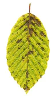 Elm tree autumn leaf isolated on white background 스톡 사진