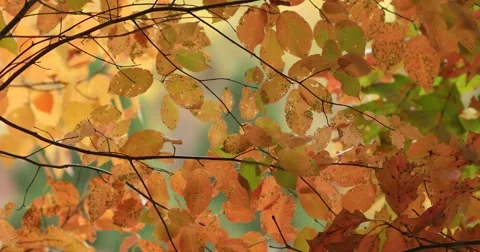 Elm Tree Autumn Yellow with Slight Breeze, static shot 库存影片 66906952