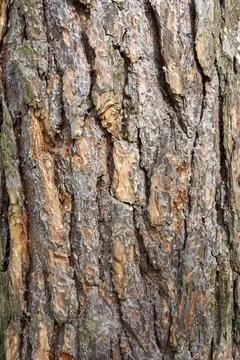 Elm tree bark structure natural background background Foto stock