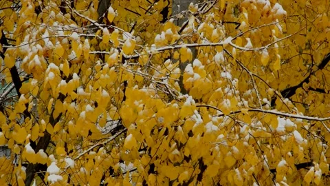 Elm tree during the snow Stock Footage 235729423
