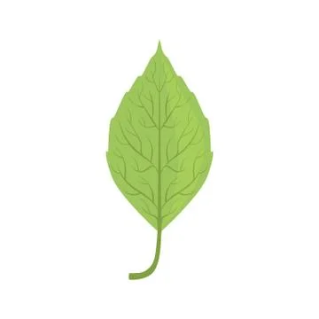 Elm tree green leaf vector Illustration Stock Illustration