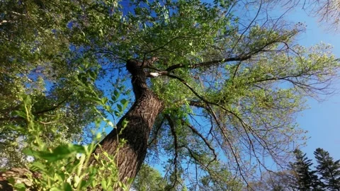 Elm Tree Green Leaves Blue Sky Nature Panning Video Video stock 336624108