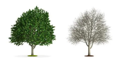 Elm tree. Stock Illustration