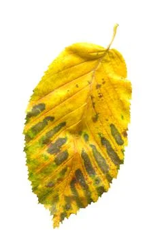 Elm tree leaf close up shot. Golden autumn colours elm tree leaf isolated. 스톡 사진