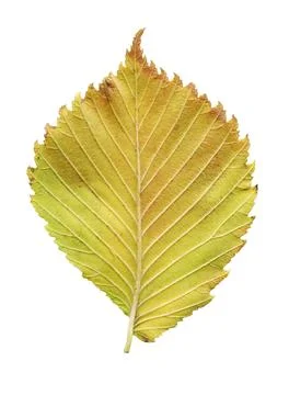 Elm tree leaf close up shot. Golden autumn colours elm tree leaf isolated. Foto stock