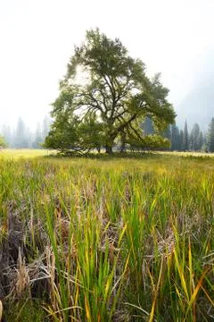Elm tree Stock Photos