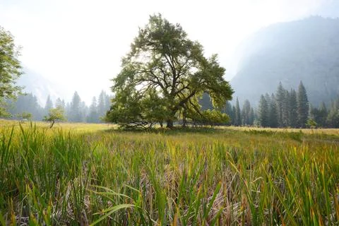 Elm tree Stock Photos