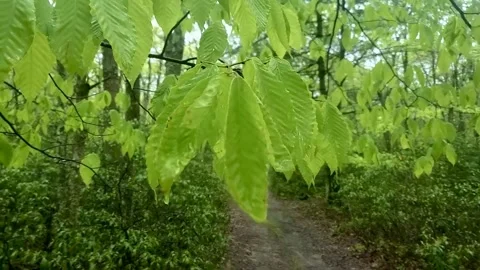 Elm Tree Provides Shelter from Rain, Forest Trail, Tilt and Pan Shot Stock Footage 307068320
