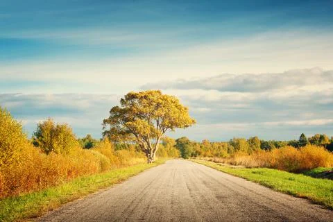 Elm tree on the road side Stock Photos