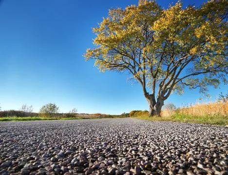 Elm tree on the road side Stock Photos