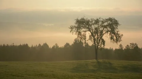 Elm tree standing on field.mp4 Stock Footage 52931587
