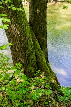 Elm tree trunk Stock Photos