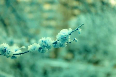 Elm tree twig Stock Photos