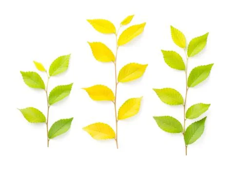 Elm Tree Twigs Isolated On White Background Stock Photos