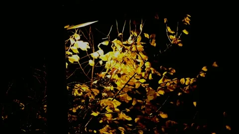 Elm tree under the street lamp in the autumn Stock Footage 235771943