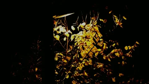 Elm tree under the street lamp in the autumn Stock Footage 235772465