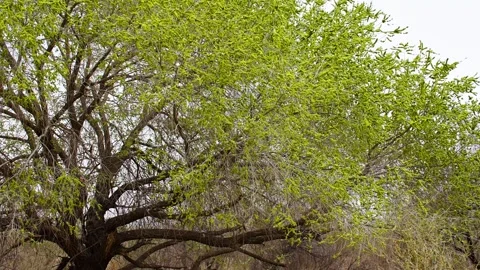 Elm trees swaying in the wind - windy weather Vídeo Stock 257060908