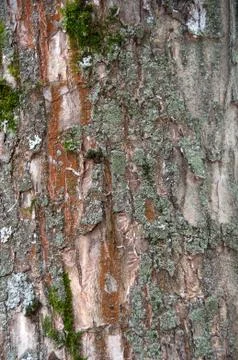 Elm wood texture Stock Photos