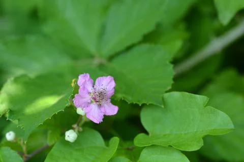 Elmleaf blackberry Stock Photos