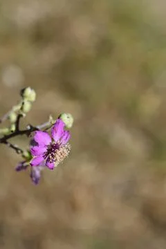 Elmleaf blackberry Stock Photos
