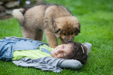  Elo Welpe spielt mit Kind im Garten Elo Welpe spielt mit einem Mädchen im.. Fotos Stock