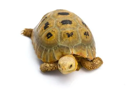 Elogated Tortoise Stock Photos