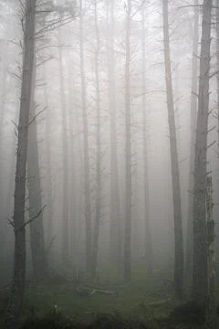 Elongated pine trunks stretch through the fog Stock Photos