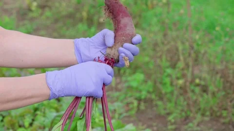 Elongated red beet Stock Footage 314844265