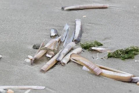 Elongated shells on the beach Stock Photos