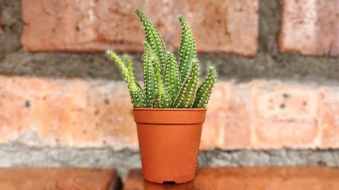 Elongated Spiny Cactus in Rustic Setting 写真素材