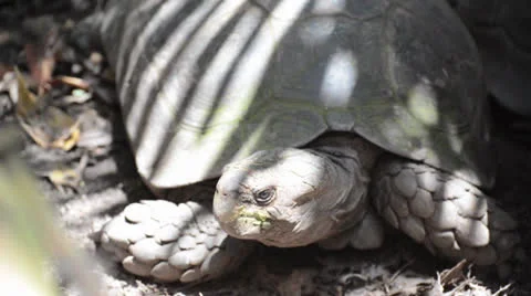 Elongated Tortoise Video stock 26320199
