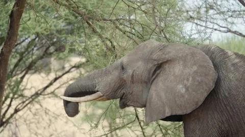 Elpehant eating from a tree Stock Footage 60381757