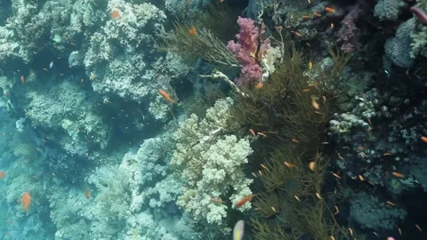 Elphinstone Reef Stock Footage 170819504