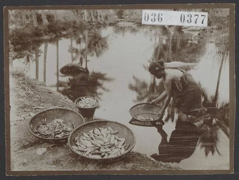 Elsevier photo collection. Java. A woman washes and sorts fish into a wate... Stock-Fotos