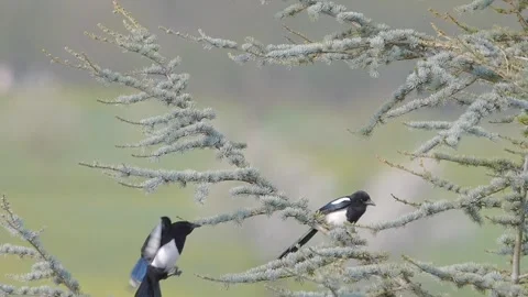 Elster birds tree Video stock 269213141