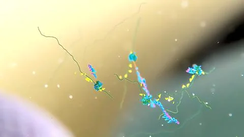 Elucidation of the process of DNA replication. Mitochondrial dna processing Stock Illustration