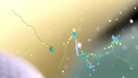 Elucidation of the process of DNA replication. Mitochondrial dna processing Stock Photos