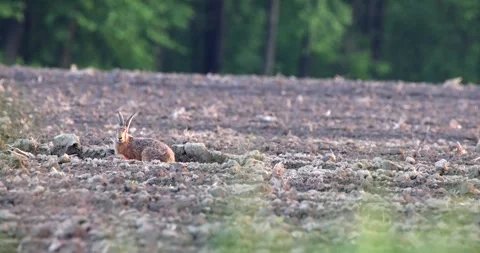 Elusive Hare in the Evening Light: A Perfect Blend of Camouflage and Wilderne Stock Footage 305648460