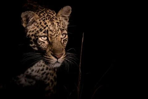 Elusive leopard at night Stock Photos