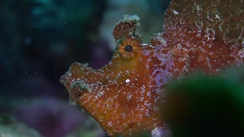Elusive Red Rinophias Stock Footage 301269986