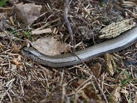 Elusive snake navigating leaf litter mulch and moss in shaded garden bed, s.. Stock Photos